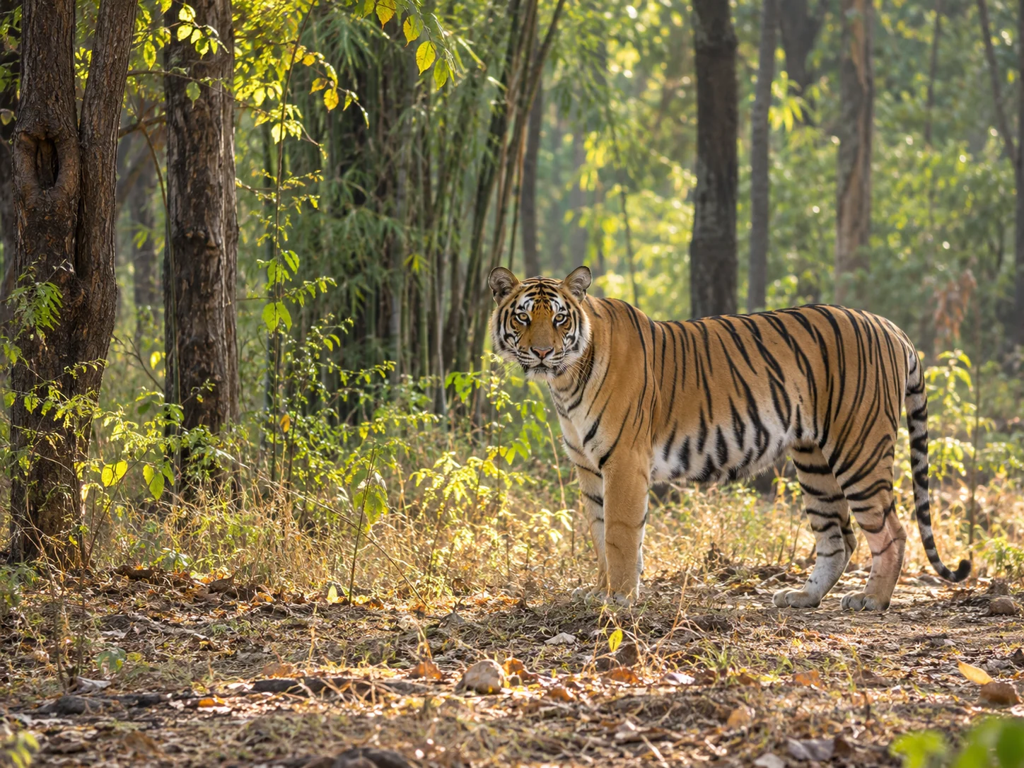 Tiger in a sunlit forest clearing