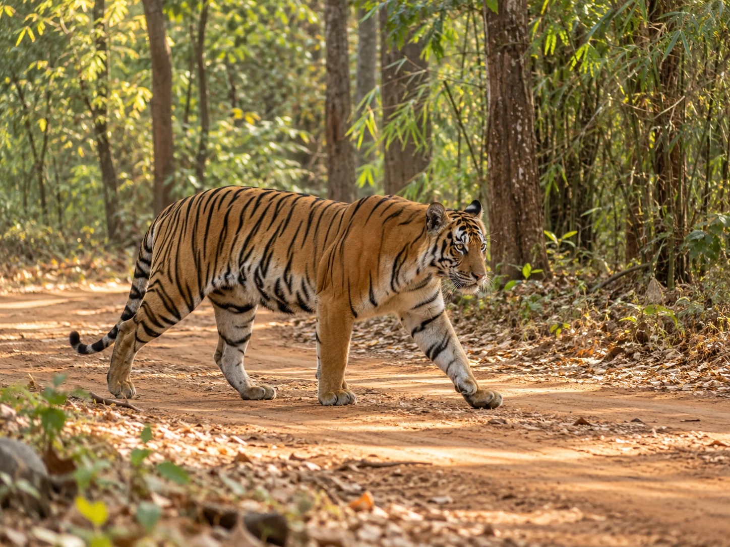 Tiger on a Tadoba forest track