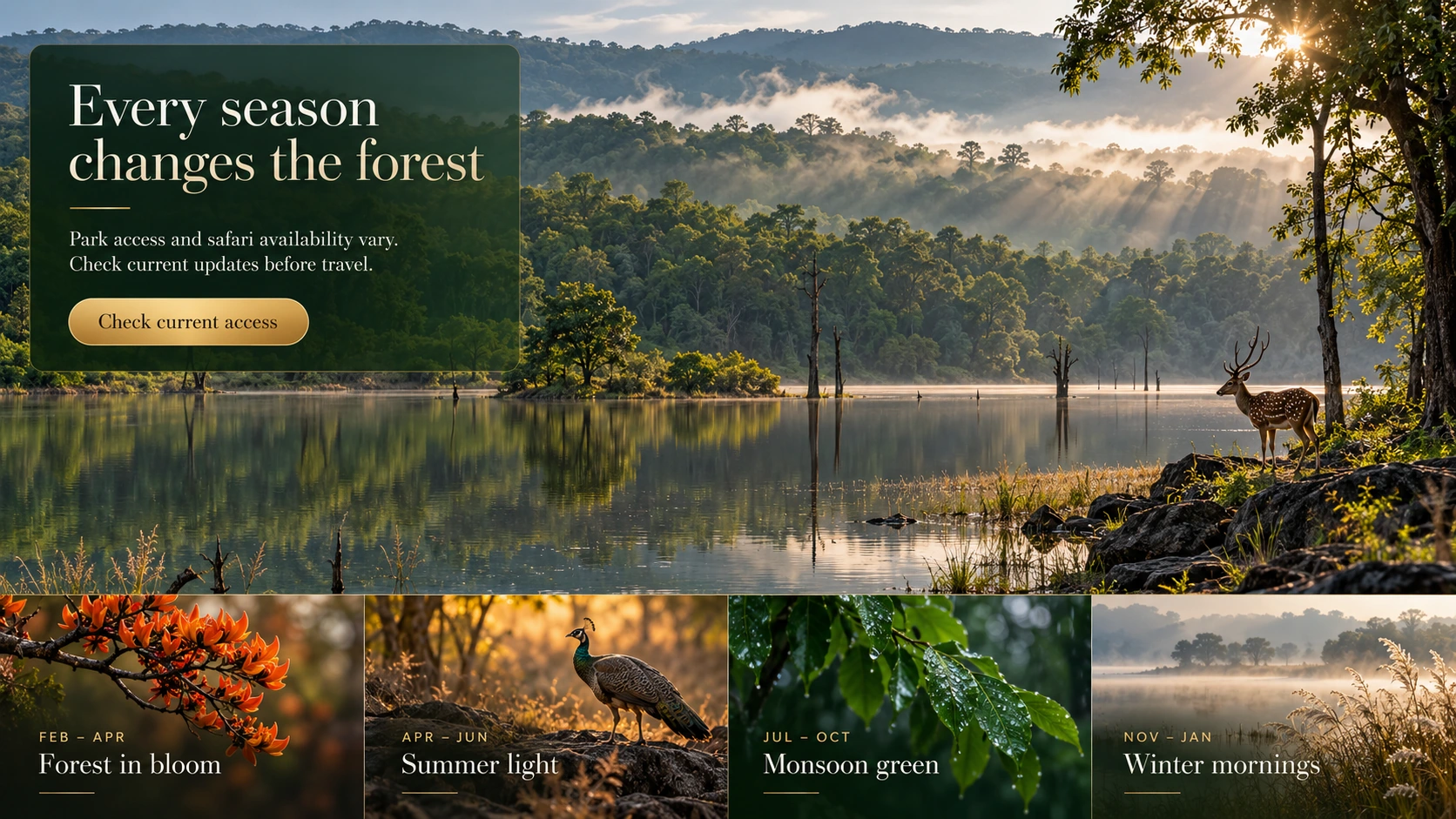 Every season changes the forest: Tadoba forest in bloom, summer light, monsoon green and winter mornings. Check current park access and safari availability before travel.